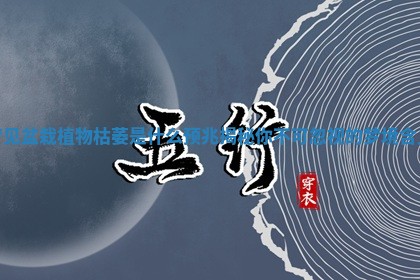 梦见盆栽植物枯萎是什么预兆揭秘你不可忽视的梦境含义
