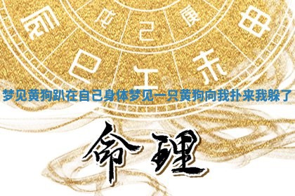 梦见黄狗趴在自己身体 梦见一只黄狗向我扑来我躲了