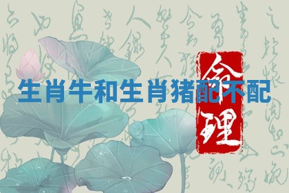 生肖牛和生肖猪配不配